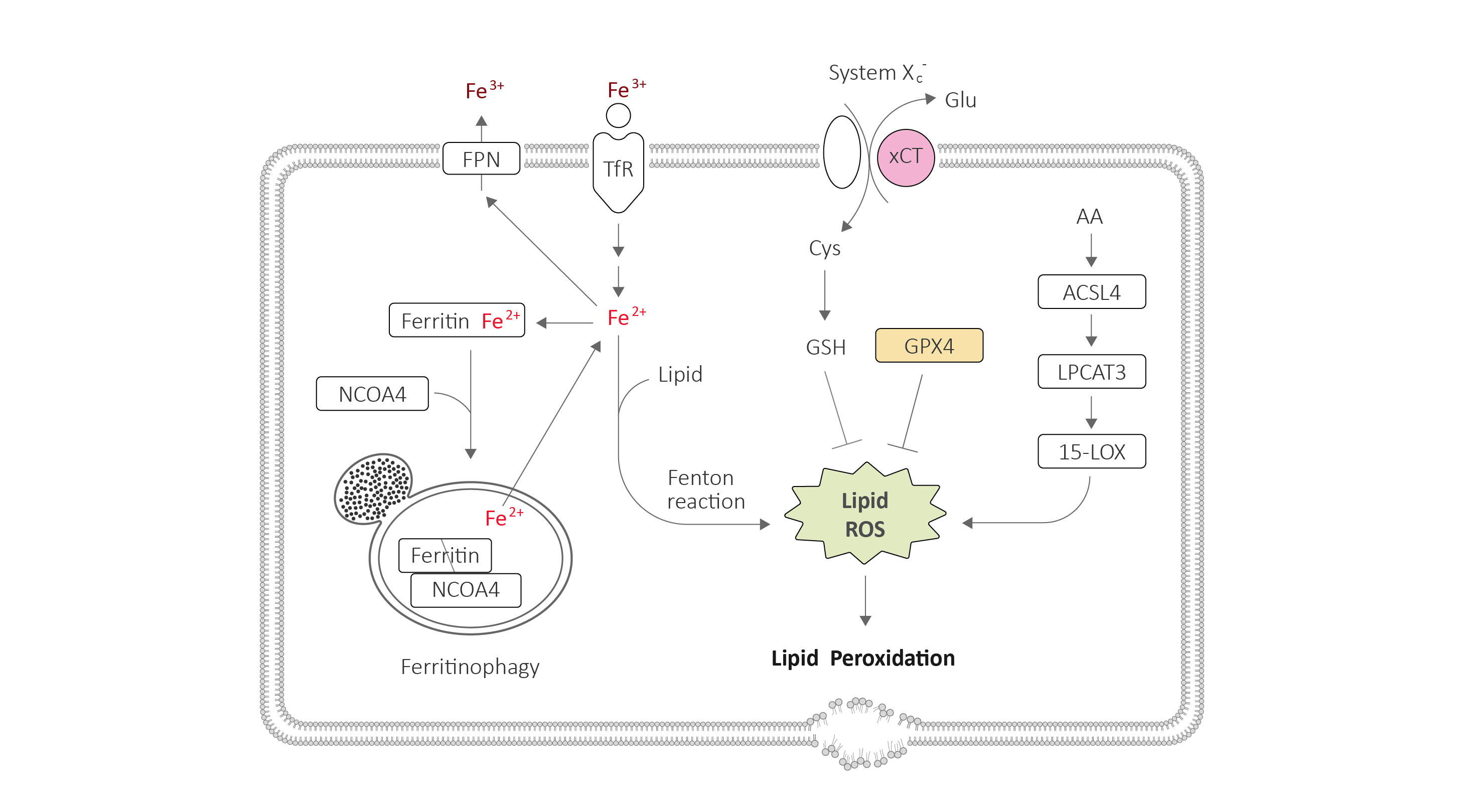 ferroptosis/oxytosis antibody panel is launched